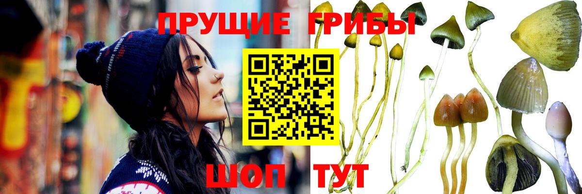Шахты  Псилоцибиновые грибы прущие грибы  Вход с VPN 